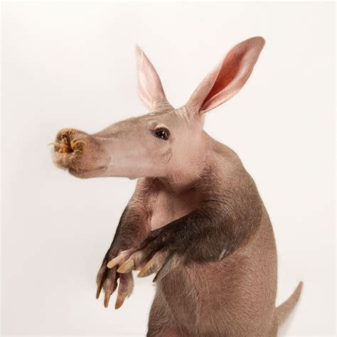 Aardvark Eating Ants