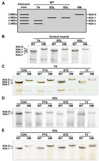 RBM20-Mediated Pre-mRNA Splicing Has Muscle-Specificity and ...