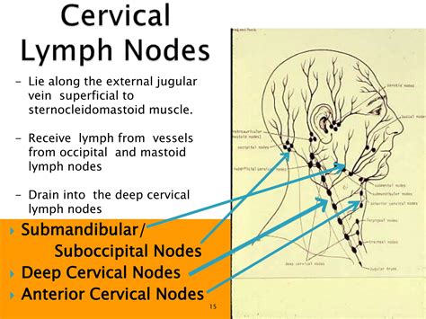 Musculoskeletal Anatomy: Lesson 3. Neck.pptx