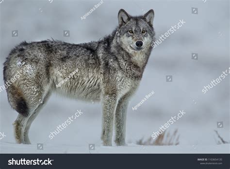 Image result for Gray Wolves Yellowstone