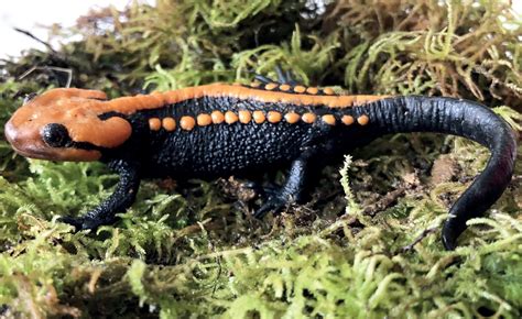 New Crocodile Newt Species Discovered in Vietnam | Sci.News