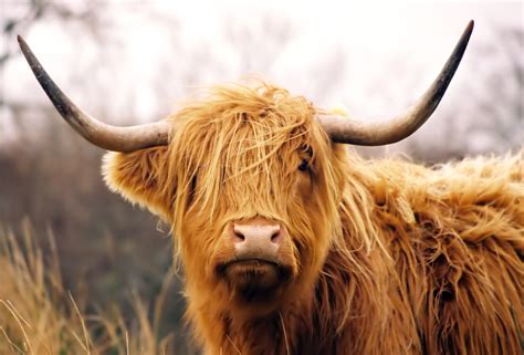 Beef Cow Breeds 16 Common Cattle Breeds