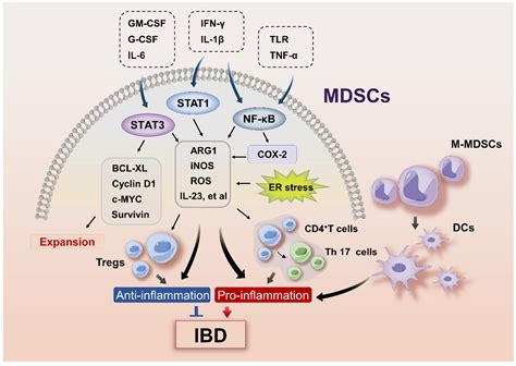 Unraveling the Complexities of Myeloid-Derived Suppressor Cells in ...