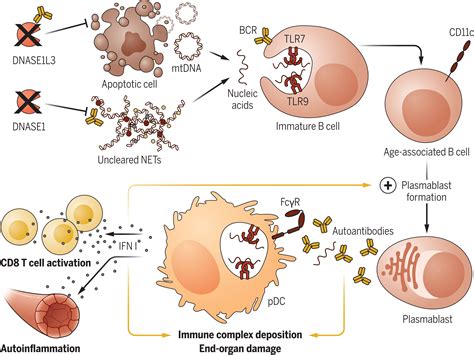 Innate virus-sensing pathways in B cell systemic autoimmunity | Science