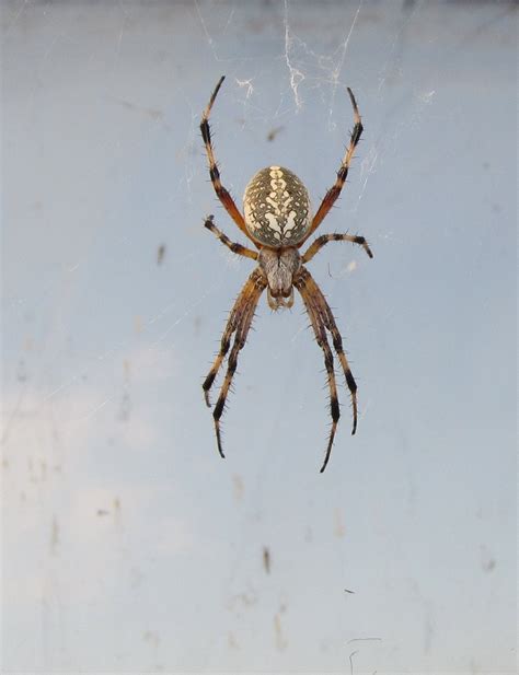 Bug Eric: Spider Sunday: Western Spotted Orbweaver