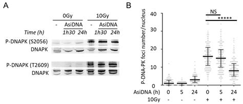 Inhibition of DNA Repair by Inappropriate Activation of ATM, PARP, and ...