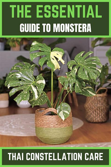 The Essential Guide to Monstera Thai Constellation Care | Monstera ...