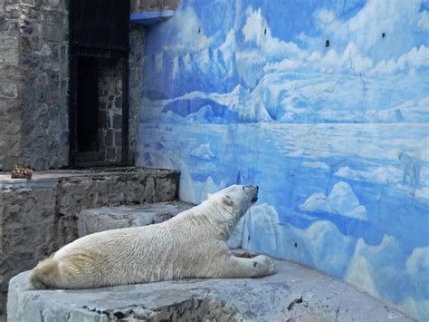 Furry Attractions | Meer