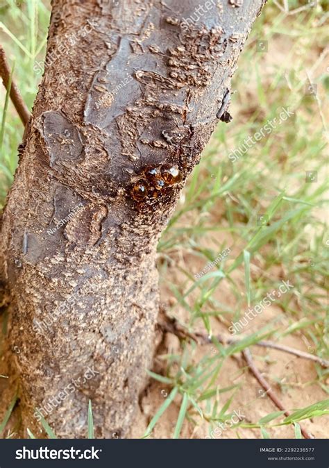 Excretion Plants Images: Browse 850 Stock Photos & Vectors Free Download with Trial | Shutterstock