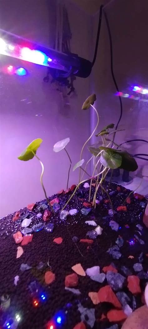 Bunnycart Hydrocotyle Verticillata Plant : Amazon.in: Garden & Outdoors
