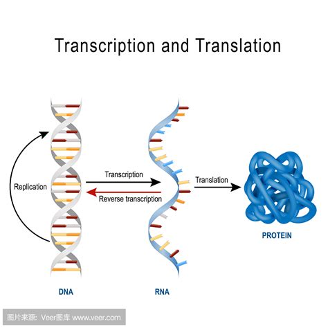 DNA复制、转录、翻译动画_word文档在线阅读与下载_免费文档