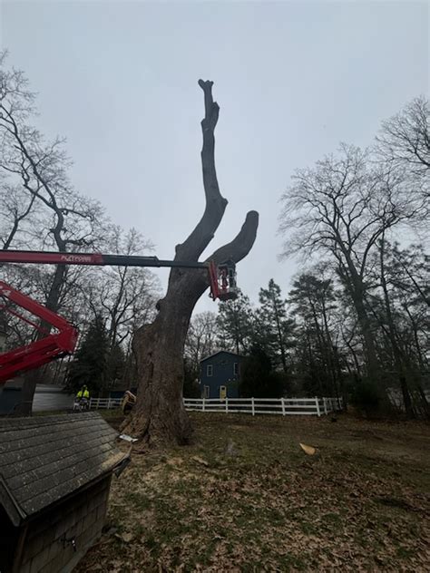 Image result for Monster Tree Removal