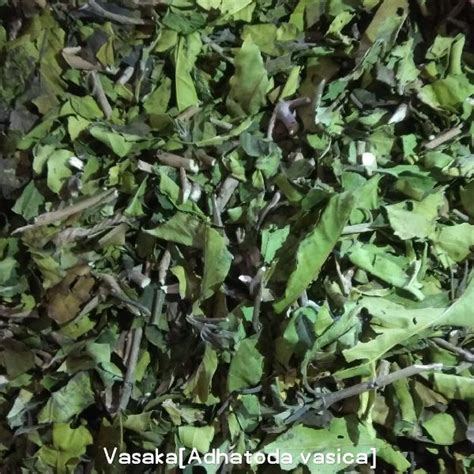 Vasaka Leaves Supplier from Gwalior