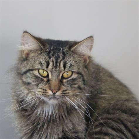 February Breed of the Month: Domestic Longhaired Cat – The Mill