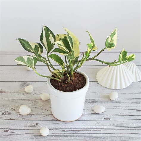 Air Purifier Lucky Money Plant - Buy Live House Plant Online India ...