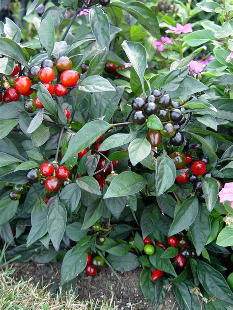 Garden Housecalls - Ornamental pepper ‘Black Pearl’