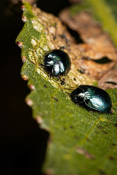 Image result for Godox Mag Mod