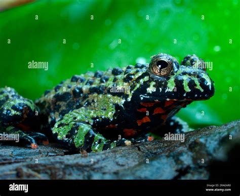 Oriental fire bellied toad (Bombina orientalis), toad Stock Photo - Alamy