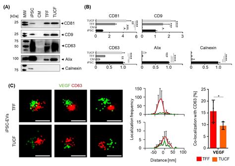 Hypoxic Conditions Promote the Angiogenic Potential of Human Induced ...