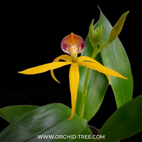 Now Buy exotic rare orchid plants online from anywhere in India ...