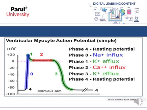 Cardiac action potential | PDF