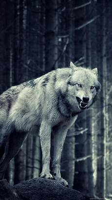 Wolf Iphone X Wallpaper by Wolf Wallpaper Iphone 5 Animals Wolf Iphone 6 Plus Wolf Iphone X Wallpaper