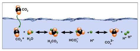 Why Do Bio-Carbonates Exist?