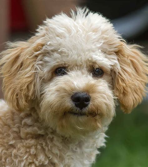 Image result for Poodle Cavapoo