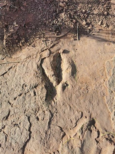 福建省龙岩市上杭县首次发现恐龙足迹化石240余枚 也是中国首次发现大型恐爪龙类行迹 - 神秘的地球 科学|自然|地理|探索