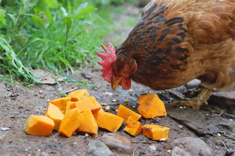 Can Chickens Eat Pumpkin? Is it Safe?