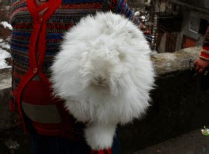 Image result for giant angora rabbit