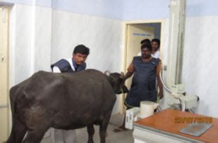 VCRI Namakkal - Tanuvas