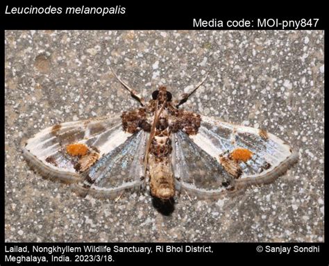 Leucinodes melanopalis Guenée, 1854 - | Moths