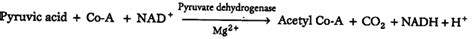 Does pyruvic acid enter the Krebs' cycle directly? - CBSE Class 11 ...