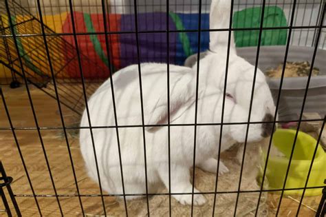 Do Rabbits Sleep with Their Eyes Open? - Every Bunny Welcome
