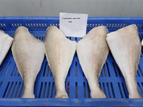 Frozen Leather Jacket Fish Manufacturer, Supplier from Harbour