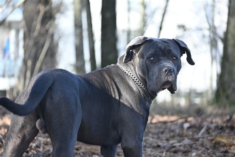 All About the Cane Corso Breed's Look and | Sundays for Dogs