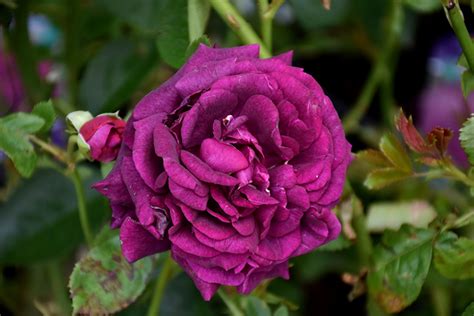 Image result for Flower Digram Using Turtle Python