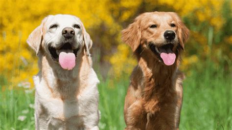 15 Ways Golden Retrievers And Labrador Retrievers Differ