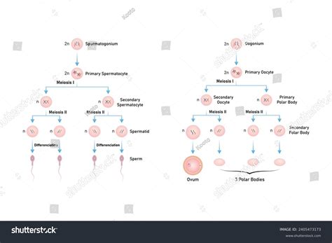 Spermatogenesis Oogenesis Process Scientific Design Vector Stock Vector (Royalty Free ...
