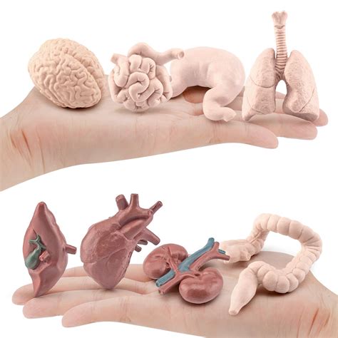 Awmark Educational Human Body Organs Model for Kids 3+ India | Ubuy