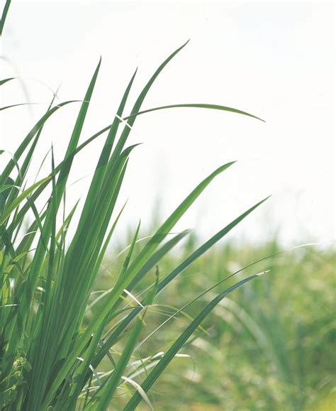 Will Grass Grow Back That Has Been Burned? | Hunker