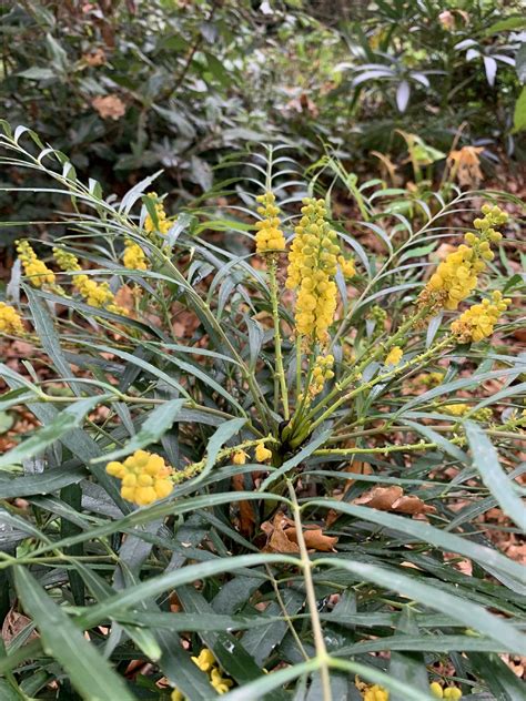 Mahonia 'Soft Caress' - The Beth Chatto Gardens