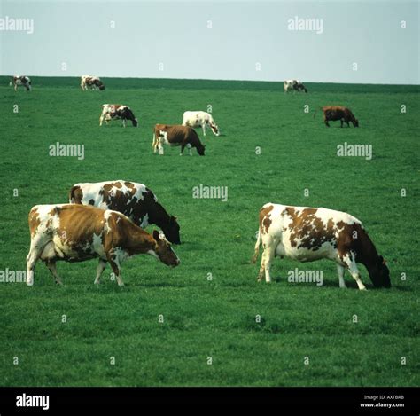 Ayrshire dairy cows grazing on pasture in spring Hampshire Stock Photo ...