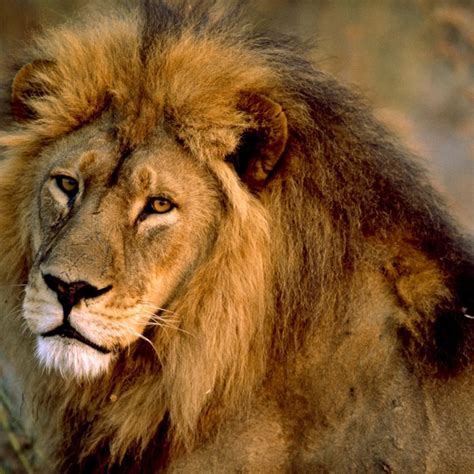 Download Majestic King of the Jungle - Asiatic Lion Wallpaper ...