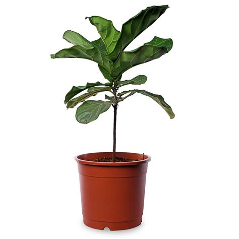 Ficus Lyrata – PLANTIFY