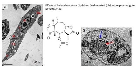 Investigation of the Anti-Leishmania (Leishmania) infantum Activity of ...