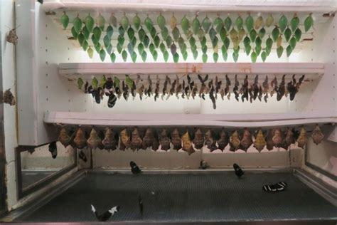 Audubon Butterfly Garden and Insectarium, new orleans, United States Of ...