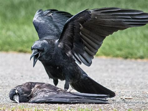 Bird Flu Confirmed In Agar Malwa District Of Madhya Pradesh After ...