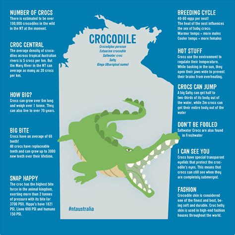 Discover 8 Crocodile Picture Collection and Interesting Facts About ...